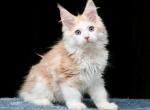 Warna blue eyes - Maine Coon Kitten For Sale - Kansas City, MO, US