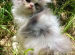 Callie's April Litter - Persian Kitten For Sale - 