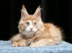 Princess blue eyes - Maine Coon Kitten For Sale - Kansas City, MO, US