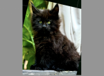Gucci - Maine Coon Kitten For Sale - 