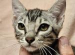 Silver Female Pink Collar - Bengal Kitten For Sale - Bradner, OH, US