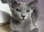 Balzak - Russian Blue Kitten For Sale - Norwalk, CT, US