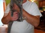 Pricilla - Russian Blue Kitten For Sale - 