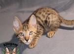 F4 SBT Savannah Male James - Savannah Kitten For Sale - 
