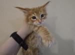 Red Male Polydactyl Maine Coon 2 - Maine Coon Kitten For Sale - Cumming, GA, US