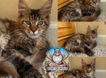 Mischief - Maine Coon Kitten For Sale - 