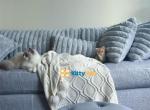 Pretty - British Shorthair Kitten For Sale - New York, NY, US