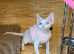 Blue eyes boy - Devon Rex Kitten For Sale - Fontana, CA, US