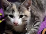 That's for u to decide - Domestic Kitten For Adoption - 