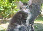 M001 - Maine Coon Kitten For Sale - Temple City, CA, US