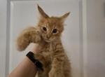 Red Polydactl Male Maine Coon - Maine Coon Kitten For Sale - Cumming, GA, US