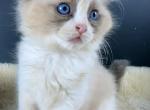 Wiggles - Ragdoll Kitten For Sale - Ojai, CA, US