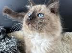 Coco Puff - Ragdoll Kitten For Sale - Ojai, CA, US