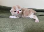 Dilute litter - Persian Kitten For Sale - Columbus, GA, US