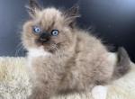 Iced Mocha - Ragdoll Kitten For Sale - 