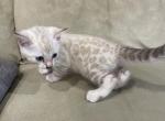 Bengal Kittens - Bengal Kitten For Sale - 