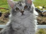 Light Blue and Silver Female Maine Coon - Maine Coon Kitten For Sale - Black Diamond, WA, US