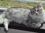 Light Blue and Silver Female Maine Coon - Maine Coon Kitten For Sale - Black Diamond, WA, US