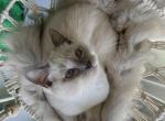 Mila - Siamese Cat For Sale/Service - 