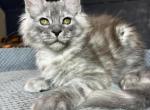 Luis - Maine Coon Kitten For Sale - Miami, FL, US