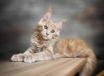 Olmaz - Maine Coon Kitten For Sale - Miami, FL, US