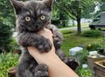 Smuttie selkirk rex - Selkirk Rex Cat For Sale - Iva, SC, US