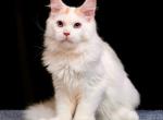 Hollywood blue eyes polydactyl - Maine Coon Kitten For Sale - Kansas City, MO, US