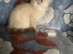 TICA LYNX POINT RAGDOLL - Ragdoll Kitten For Sale - East Earl, PA, US