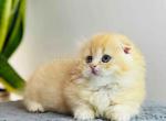 Fyntick tiny munchkin Scottish kilt boy - Munchkin Kitten For Sale - TX, US