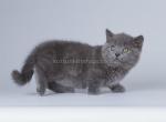 Vashek munchkin standard blue solid chunky boy - Munchkin Kitten For Sale - CA, US