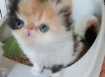 Monica - Persian Kitten For Sale - FL, US