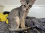 Stacey - Abyssinian Kitten For Sale - Brooklyn, NY, US