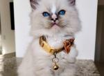 Ugo - Ragdoll Kitten For Sale - Miami, FL, US