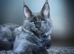 Mery - Maine Coon Kitten For Sale - Hollywood, FL, US