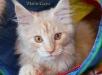 Dublin - Maine Coon Kitten For Sale - Santa Maria, CA, US