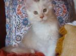 Felix - Maine Coon Kitten For Sale - Santa Maria, CA, US