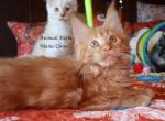 Gallio - Maine Coon Kitten For Sale - 