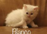 Blanco - Minuet Kitten For Sale