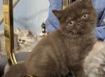 Chocolate Exotic Persian - Exotic Kitten For Sale - 