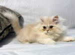 Lincoln - Persian Kitten For Sale - 