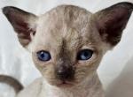 Mochi - Devon Rex Kitten For Sale - 