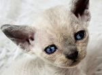 Yuna - Devon Rex Kitten For Sale - 