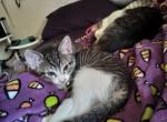 Whatever you want - Domestic Kitten For Adoption - 