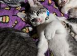 No name yet that's for u to decide - Domestic Kitten For Adoption - 