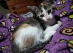Your choice - Domestic Kitten For Adoption - 