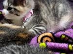 That's for u to decide - Domestic Kitten For Adoption - 