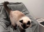 Sydney - Domestic Cat For Adoption - Dana Point, CA, US