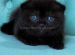 Black gorgerous scottish fold baby boy - Scottish Fold Kitten For Sale - Dallas, TX, US