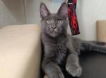 Graf - Maine Coon Kitten For Sale - Hollywood, FL, US