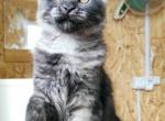 Bonny - Maine Coon Kitten For Sale - Hollywood, FL, US